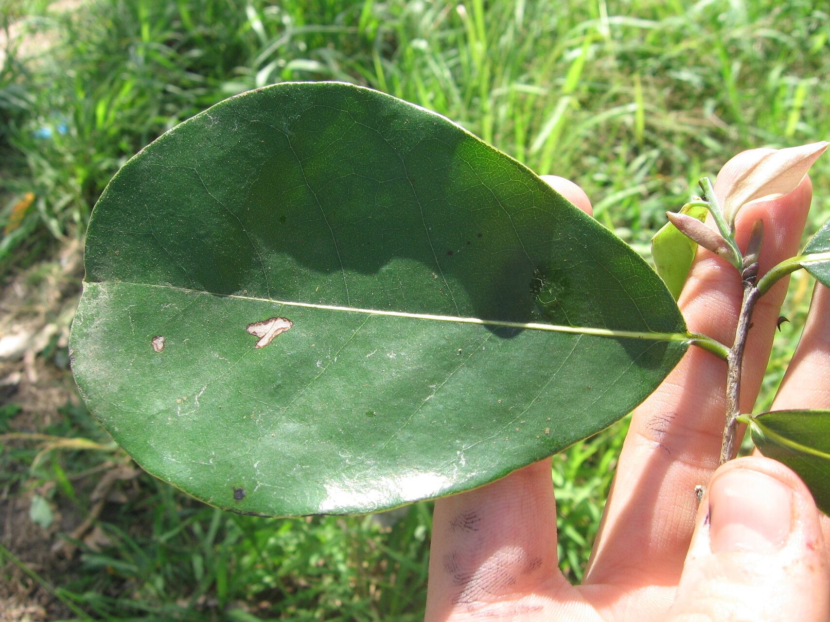 Monodora minor leaf