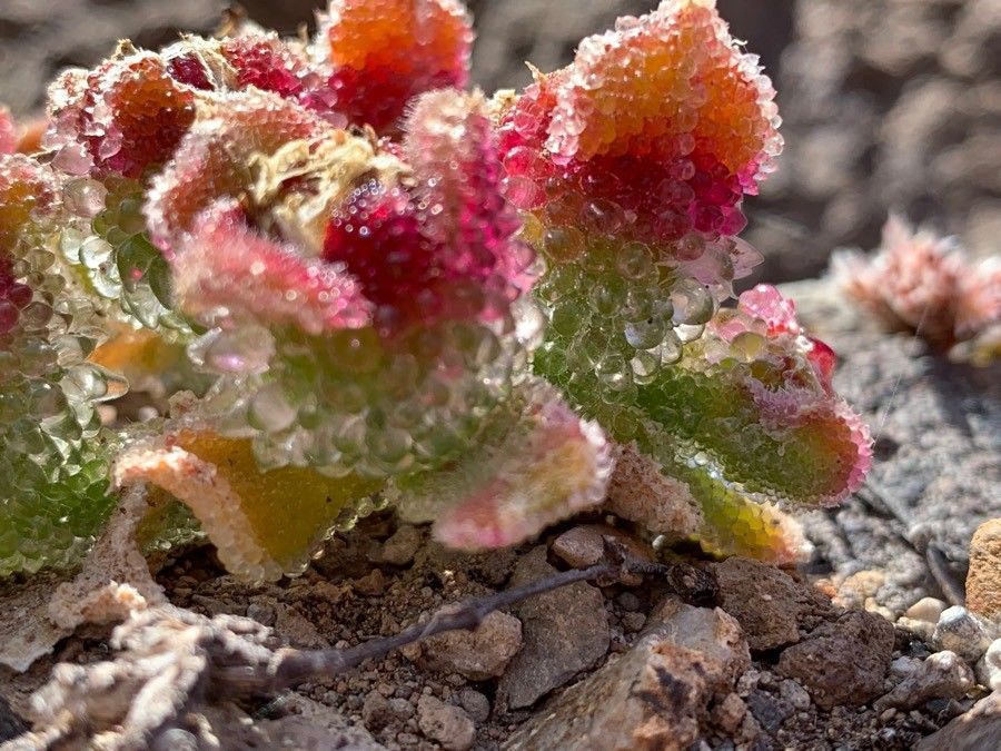 Mesembryanthemum crystallinum leaf