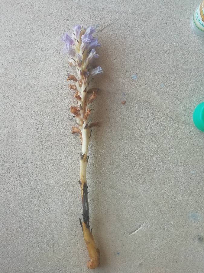 Orobanche cernua habit