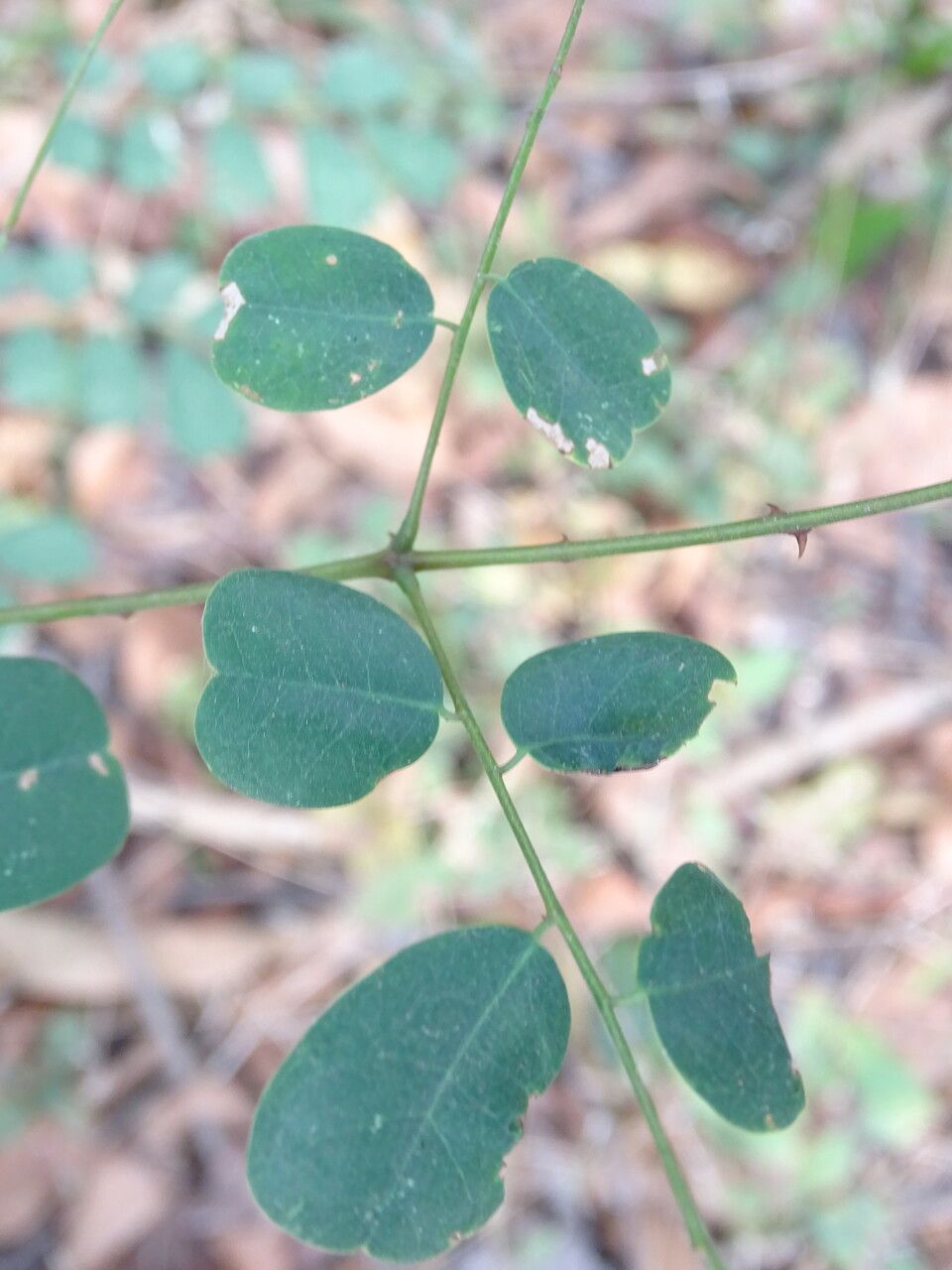 Machaerium lunatum — houseplant care guide