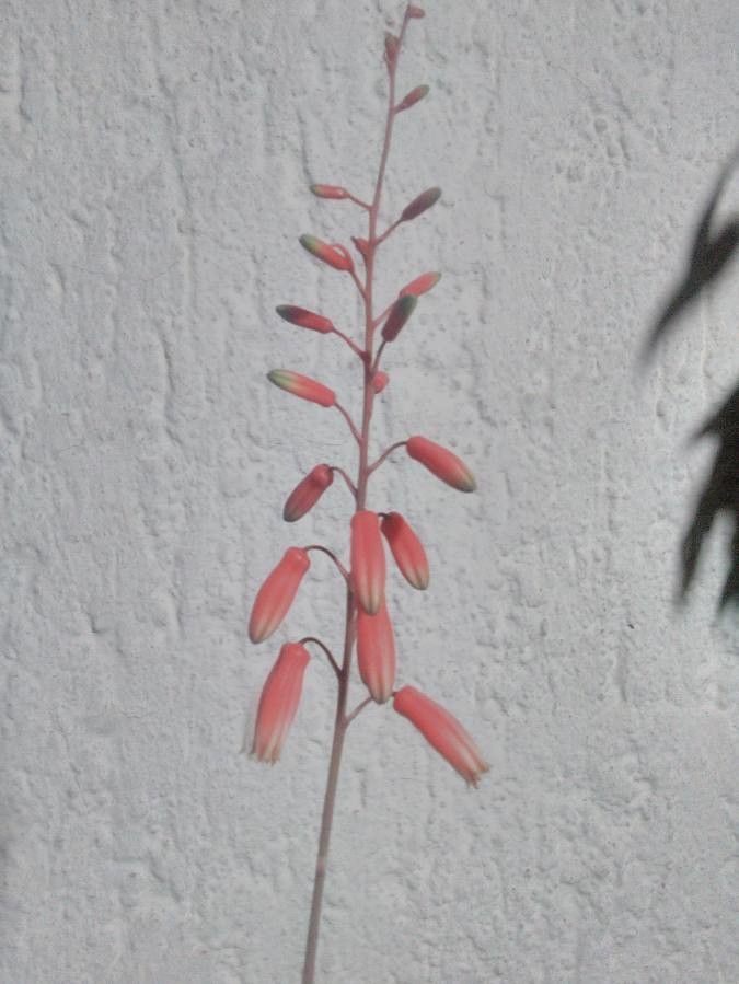 Aloe florenceae flower