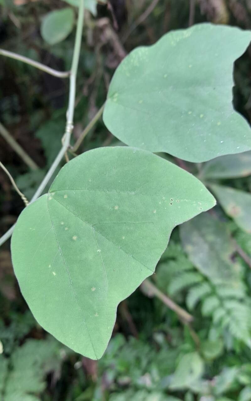 Passiflora urnifolia — houseplant care guide