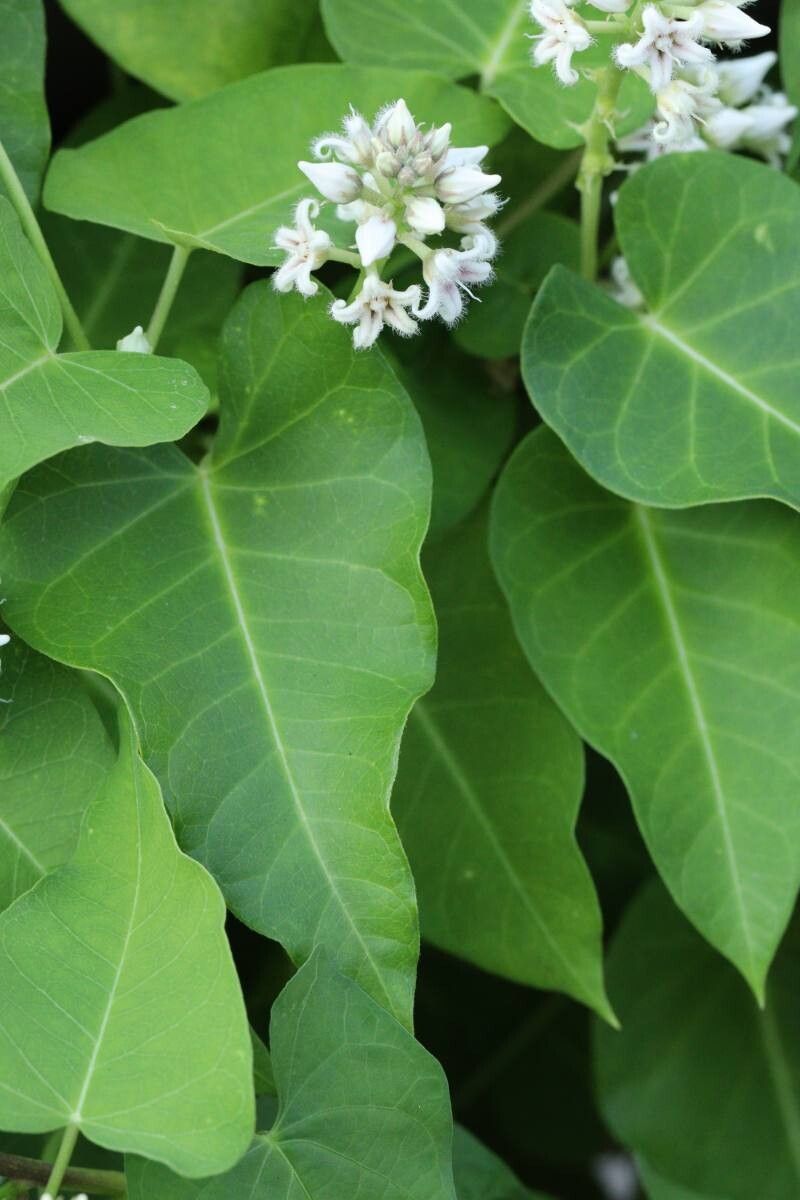 Cynanchum rostellatum — search result for 'Cynanchum'