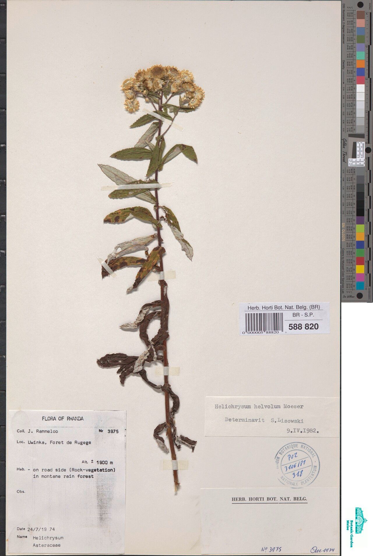 Helichrysum helvolum — search result for 'Helichrysum'