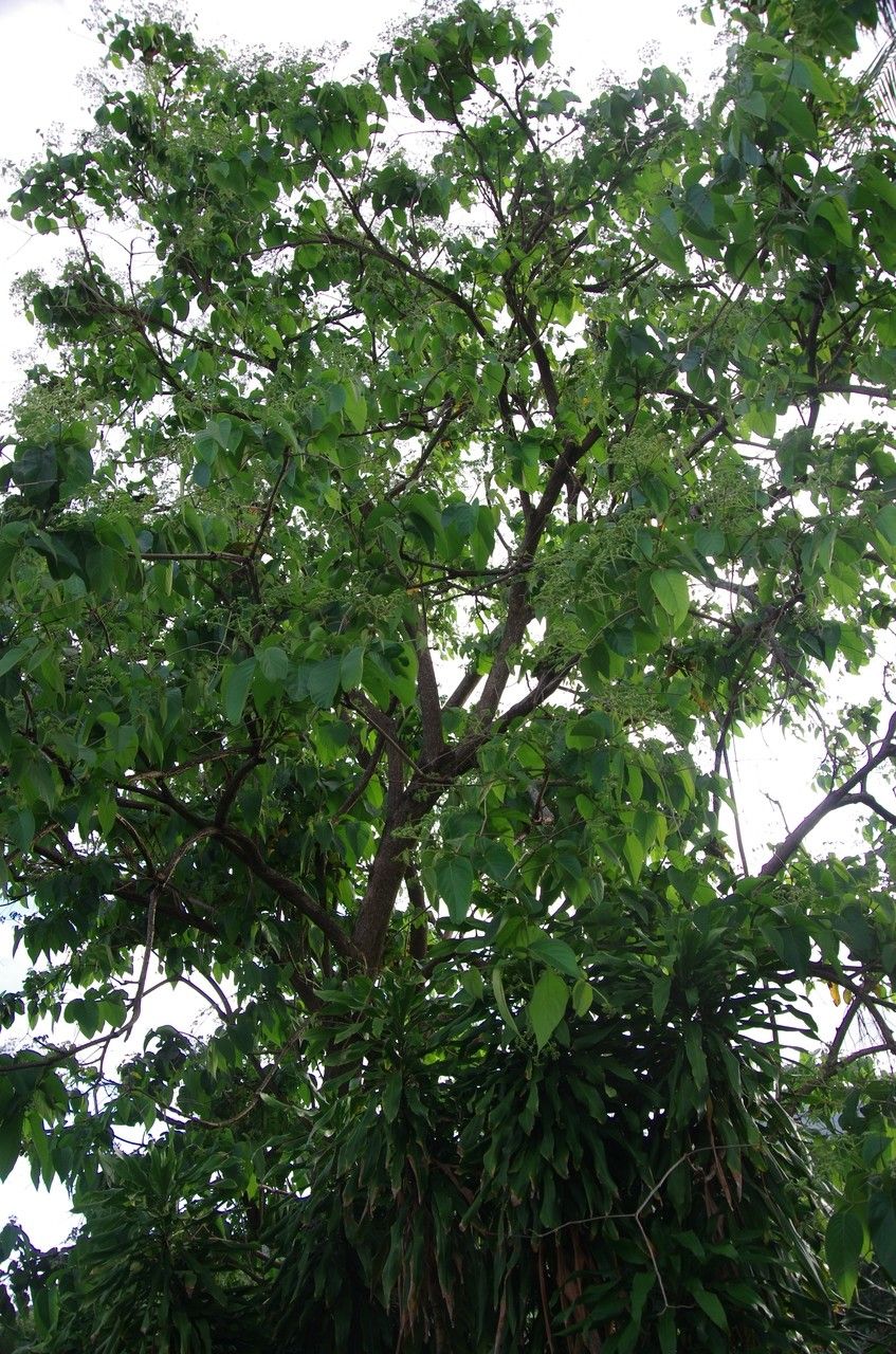 Cordia sulcata habit