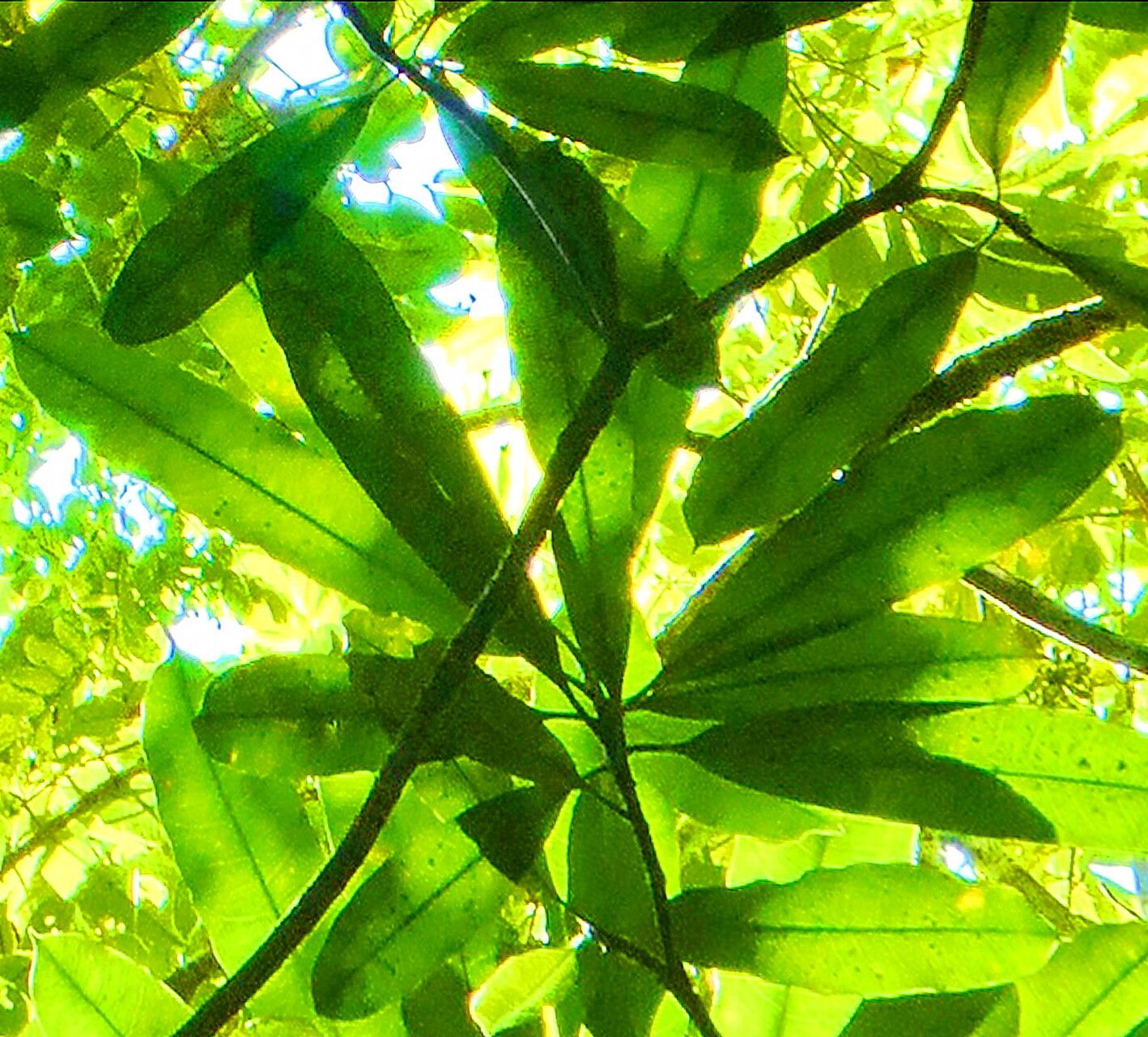 Cerbera inflata — related species from the same genus