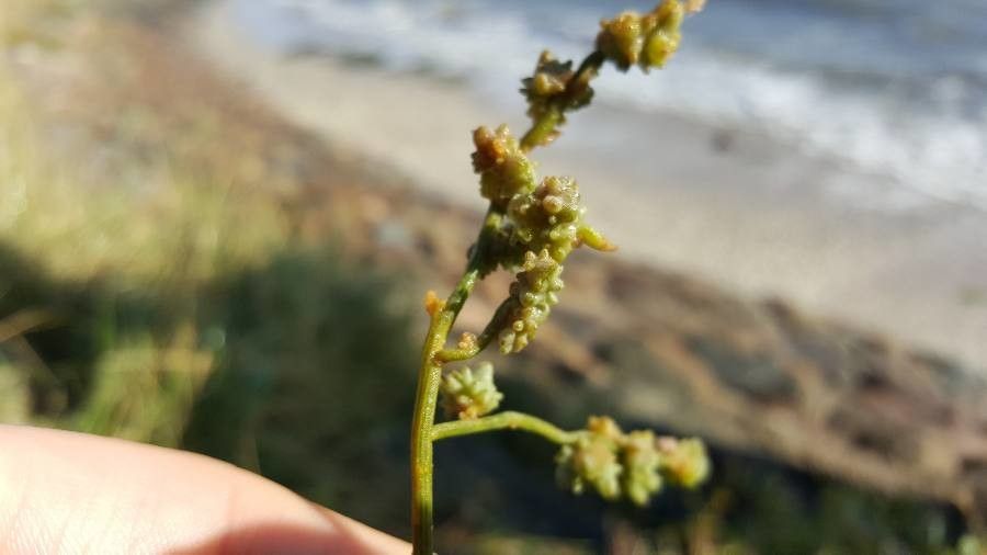 Halimione portulacoides fruit