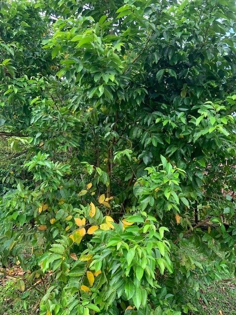 Glochidion ramiflorum leaf