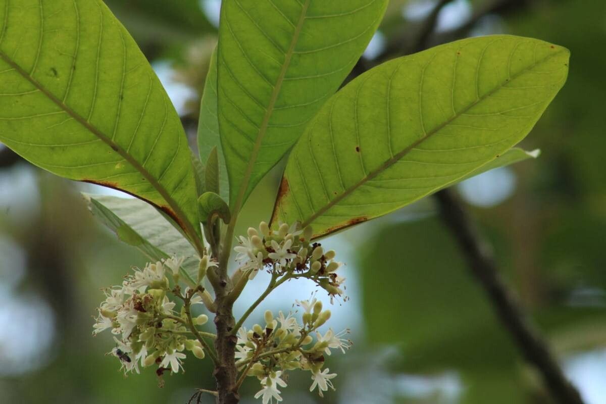 Aegiphila grandis — houseplant care guide