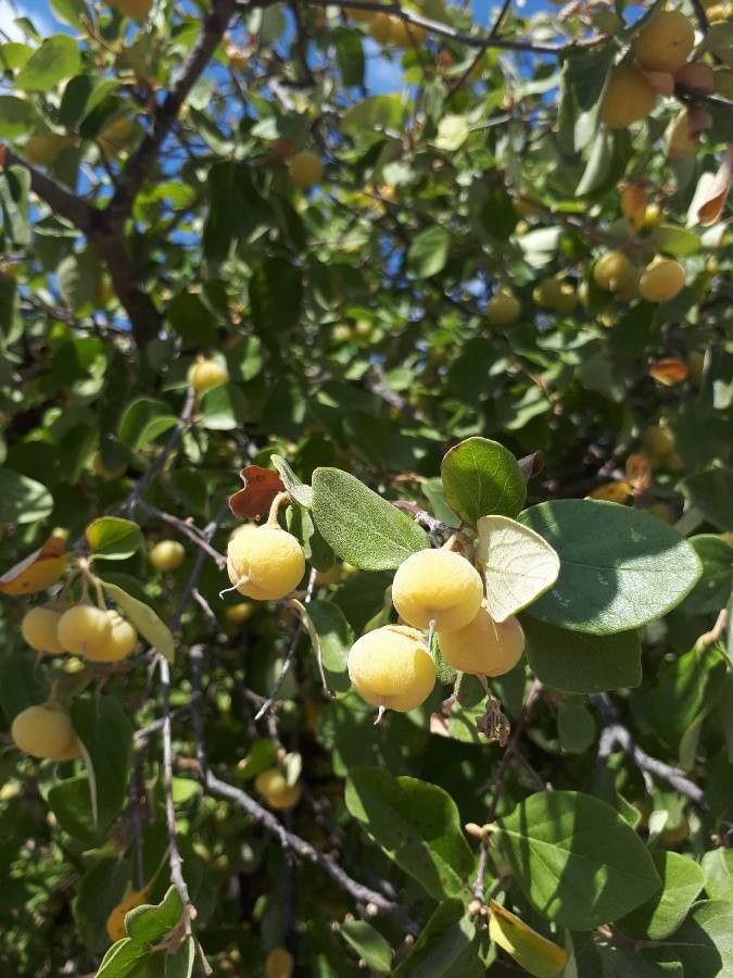 Styrax officinalis fruit