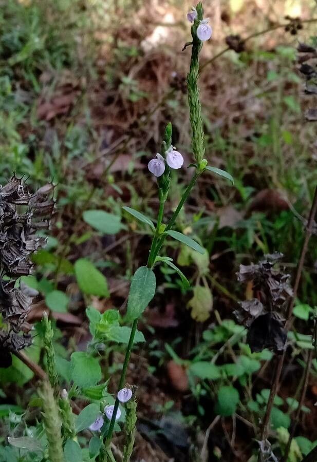 Justicia procumbens flower