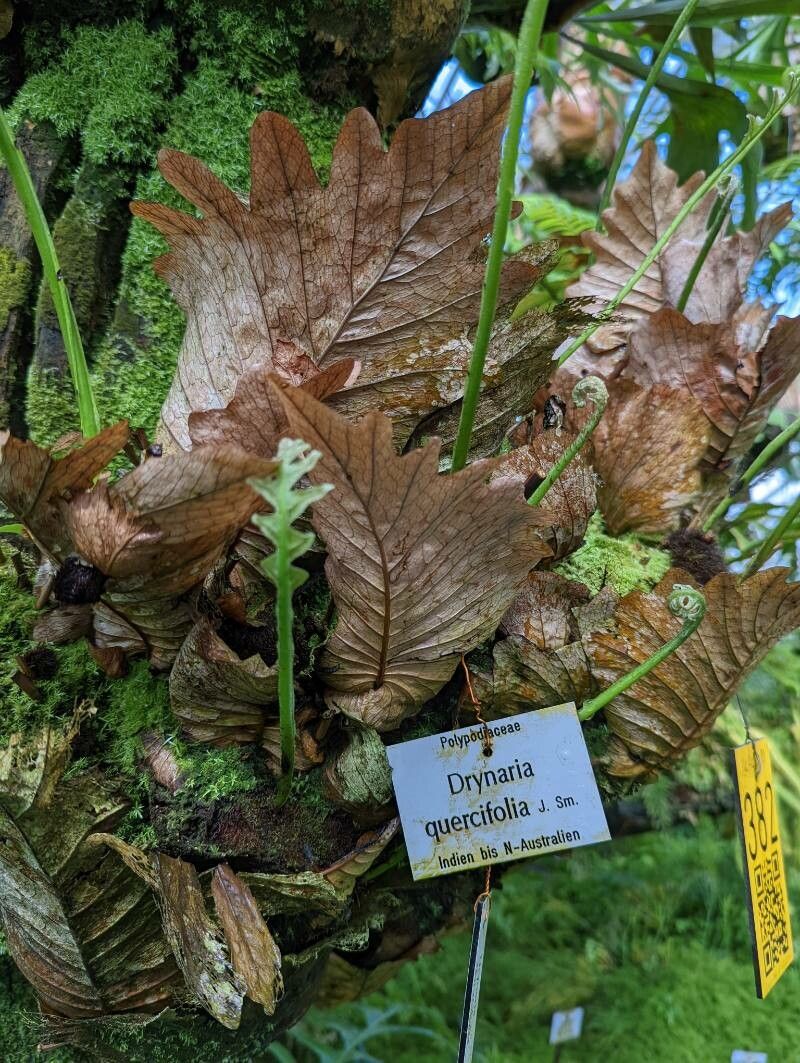 Drynaria quercifolia habit