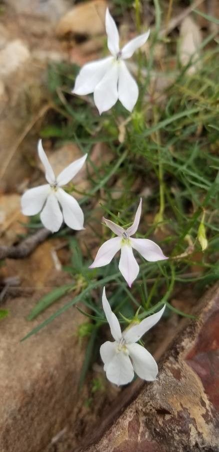 Isotoma anethifolia flower