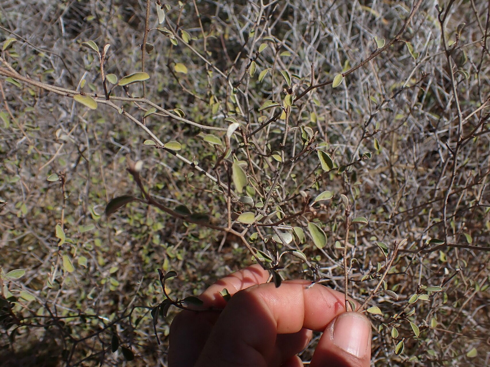 Croton kimosorum habit