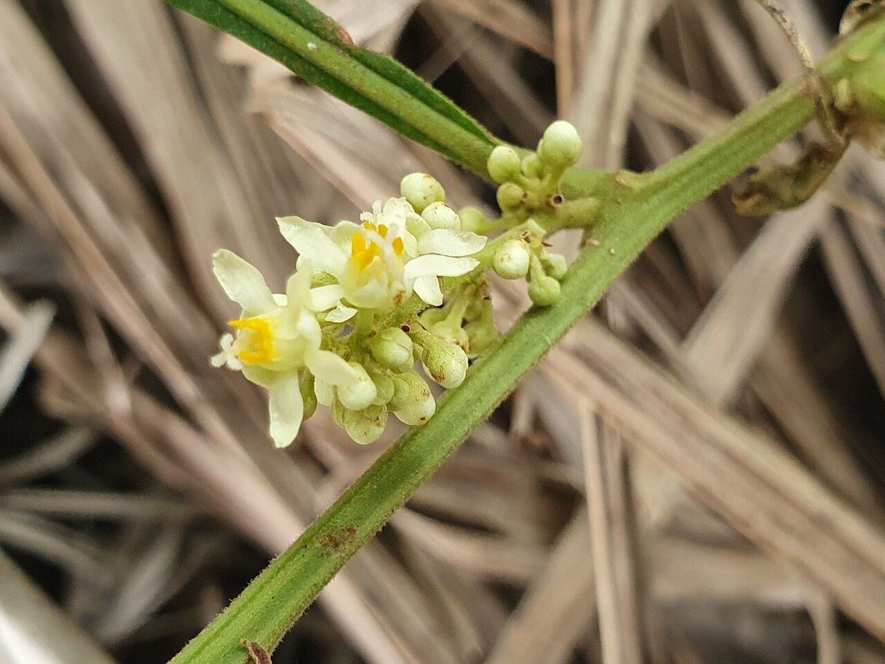 Paullinia pinnata flower