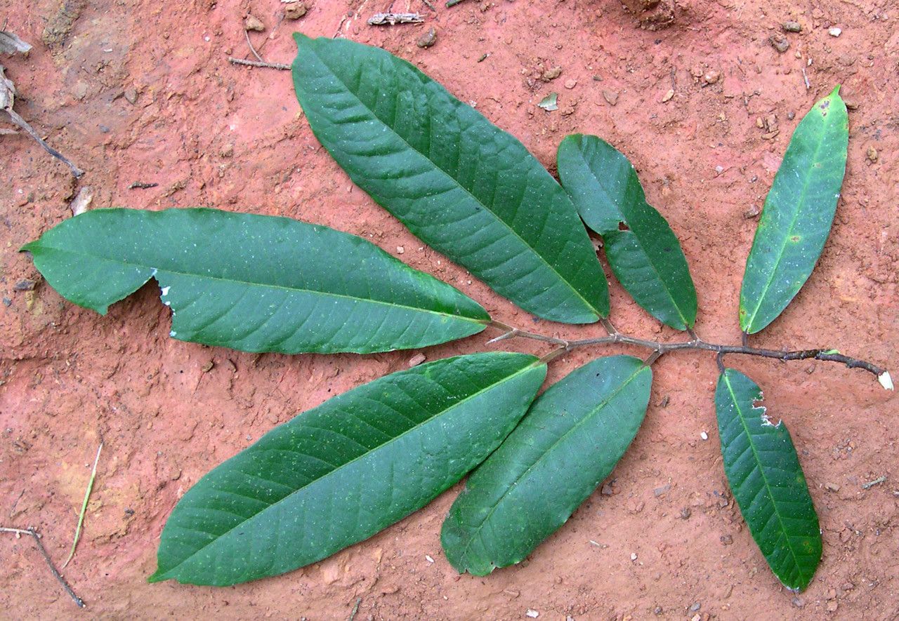 Ficus pteroporum — houseplant care guide