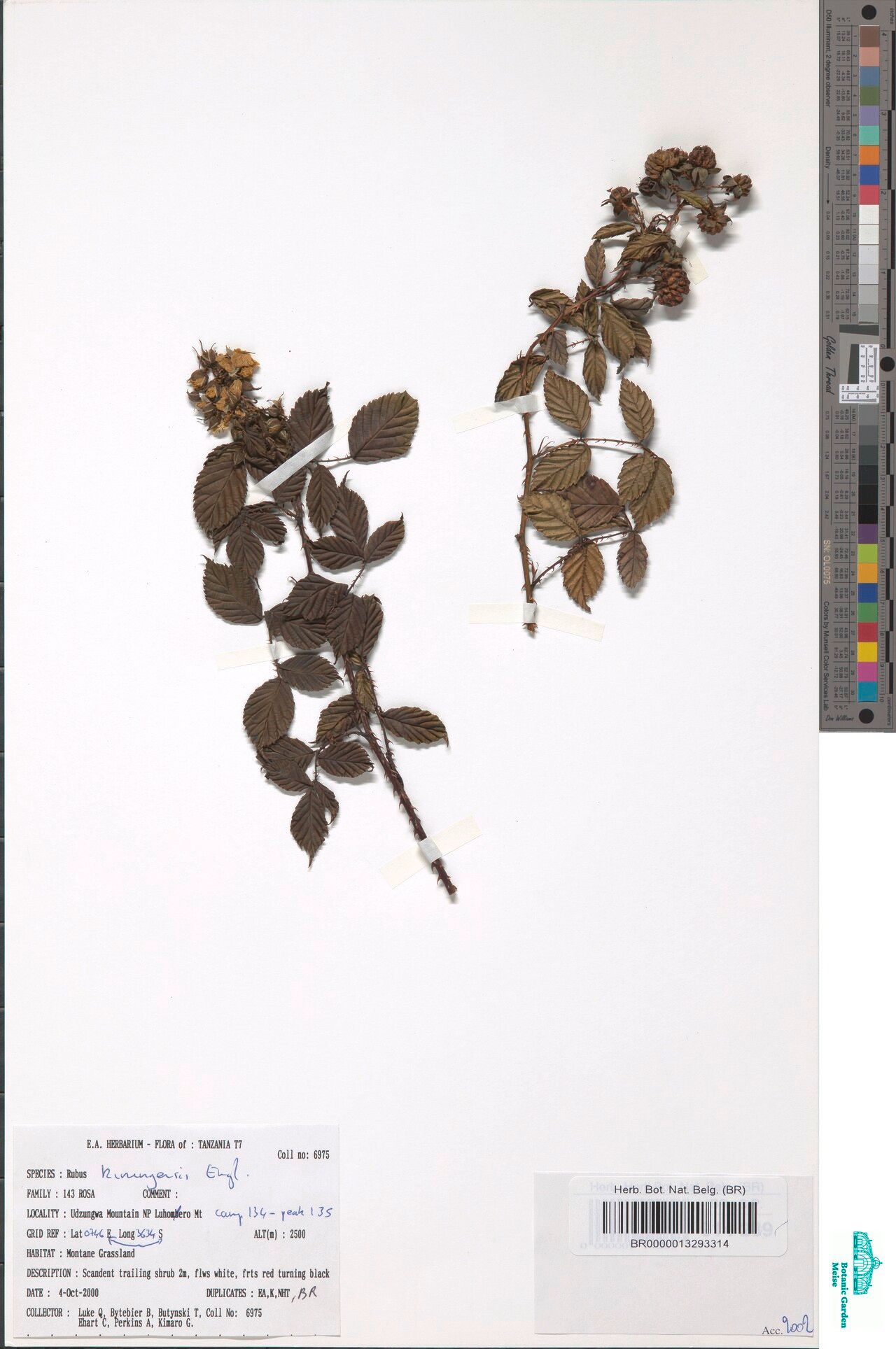 Rubus kirungensis — houseplant care guide