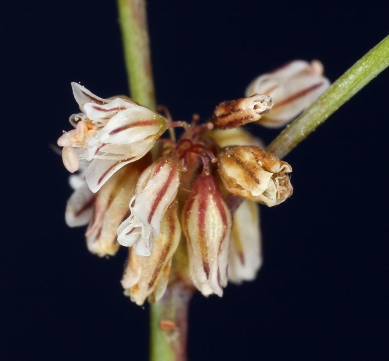 Eriogonum covilleanum — search result for 'Eriogonum'
