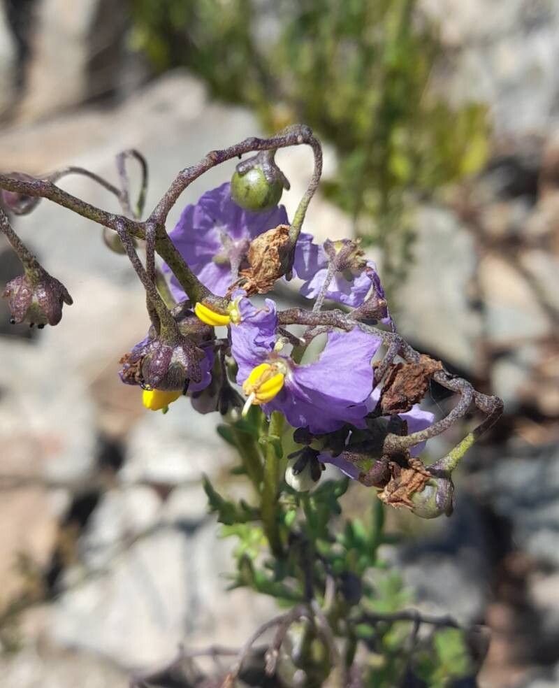 Solanum pinnatum flower