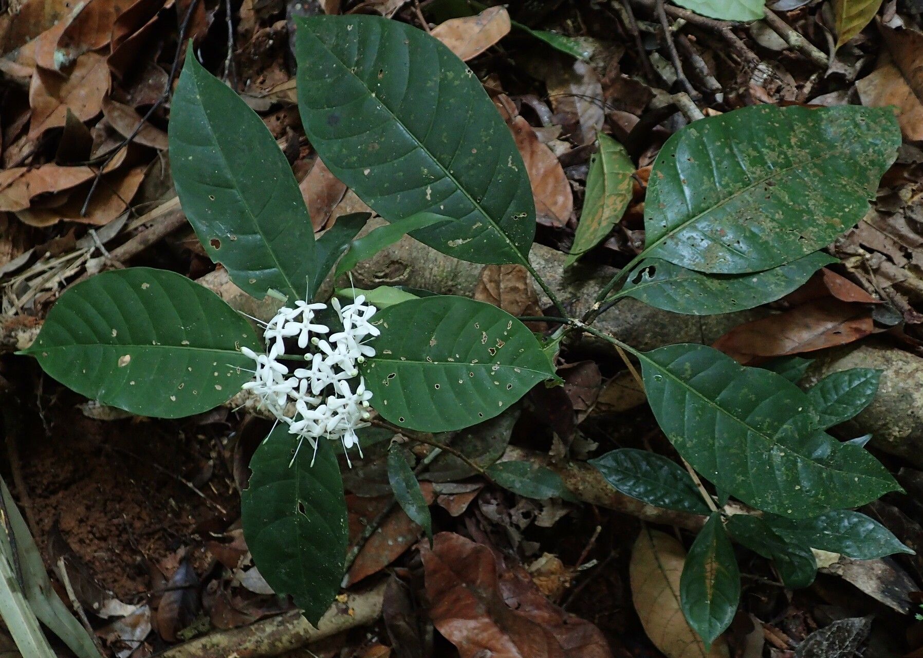 Pavetta stemonogyne habit