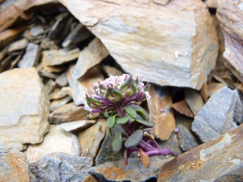 Iberis spathulata habit