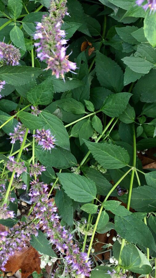 Agastache rugosa leaf