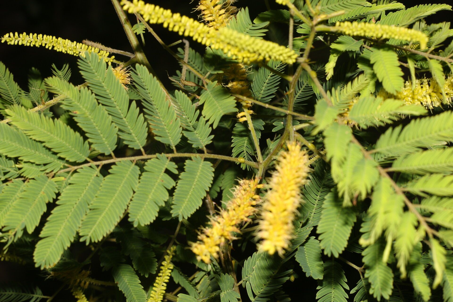 Piptadenia flava flower