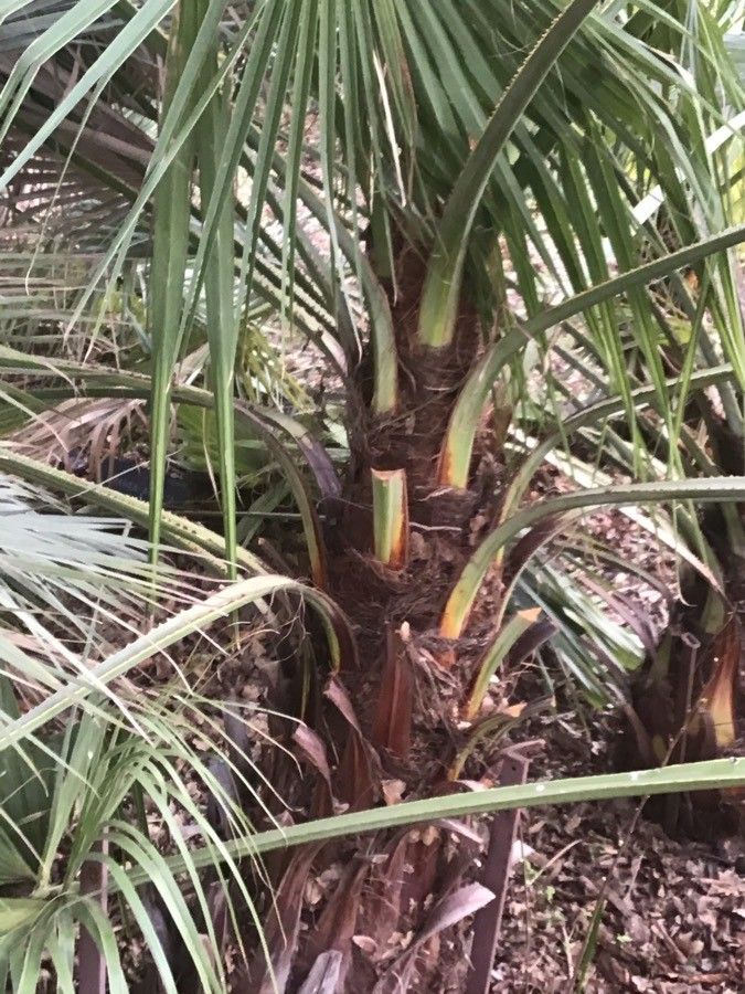 Brahea brandegeei bark