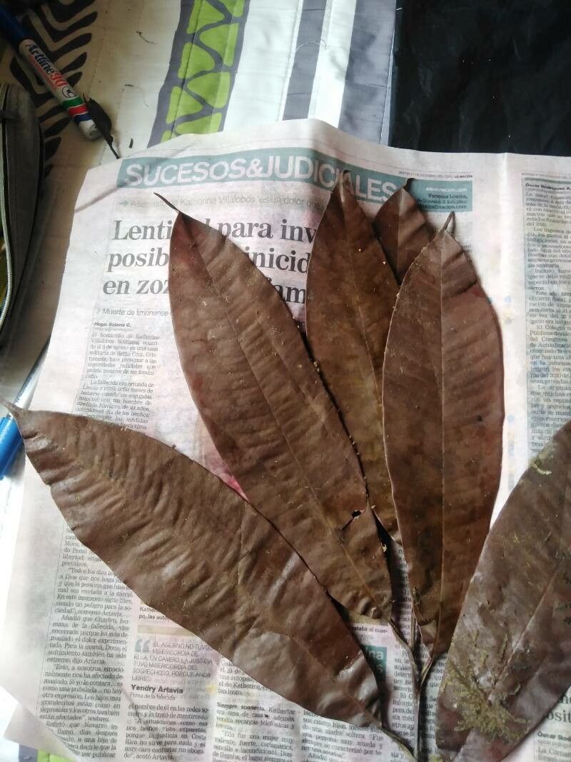 Micropholis crotonoides leaf