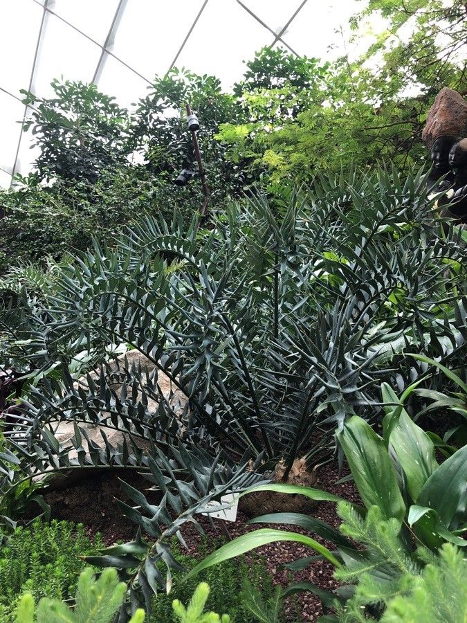 Encephalartos horridus — search result for 'Encephalartos'