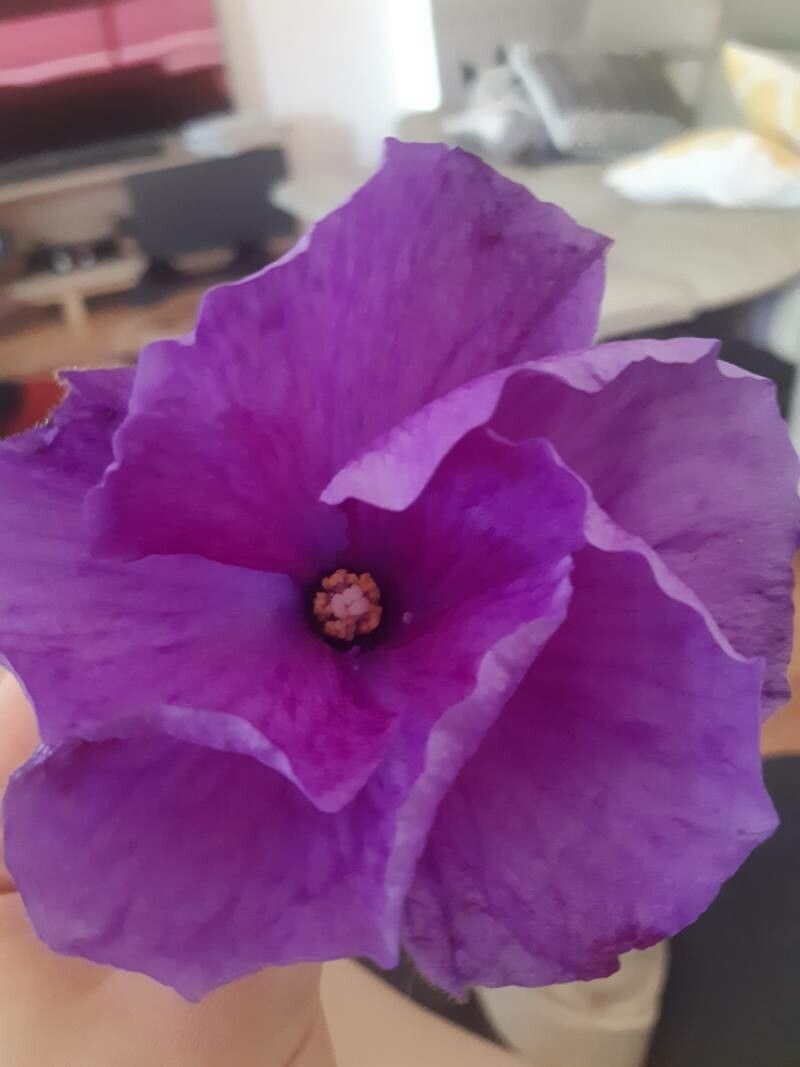 Alyogyne huegelii flower