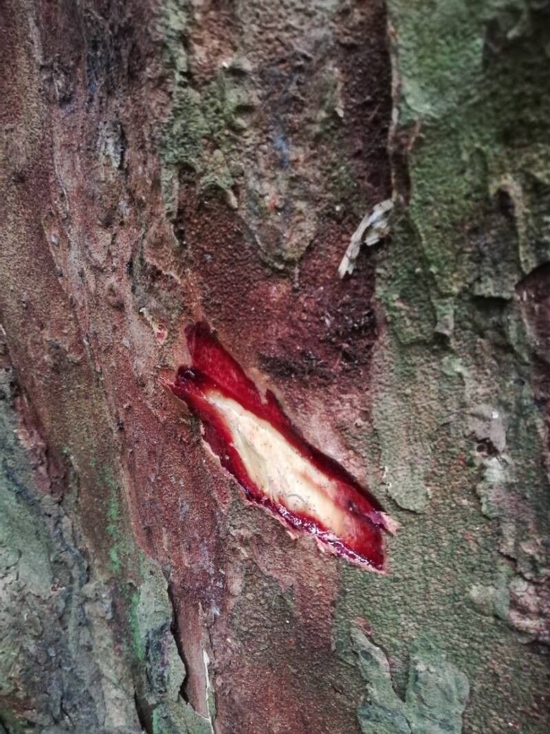 Dialium polyanthum bark