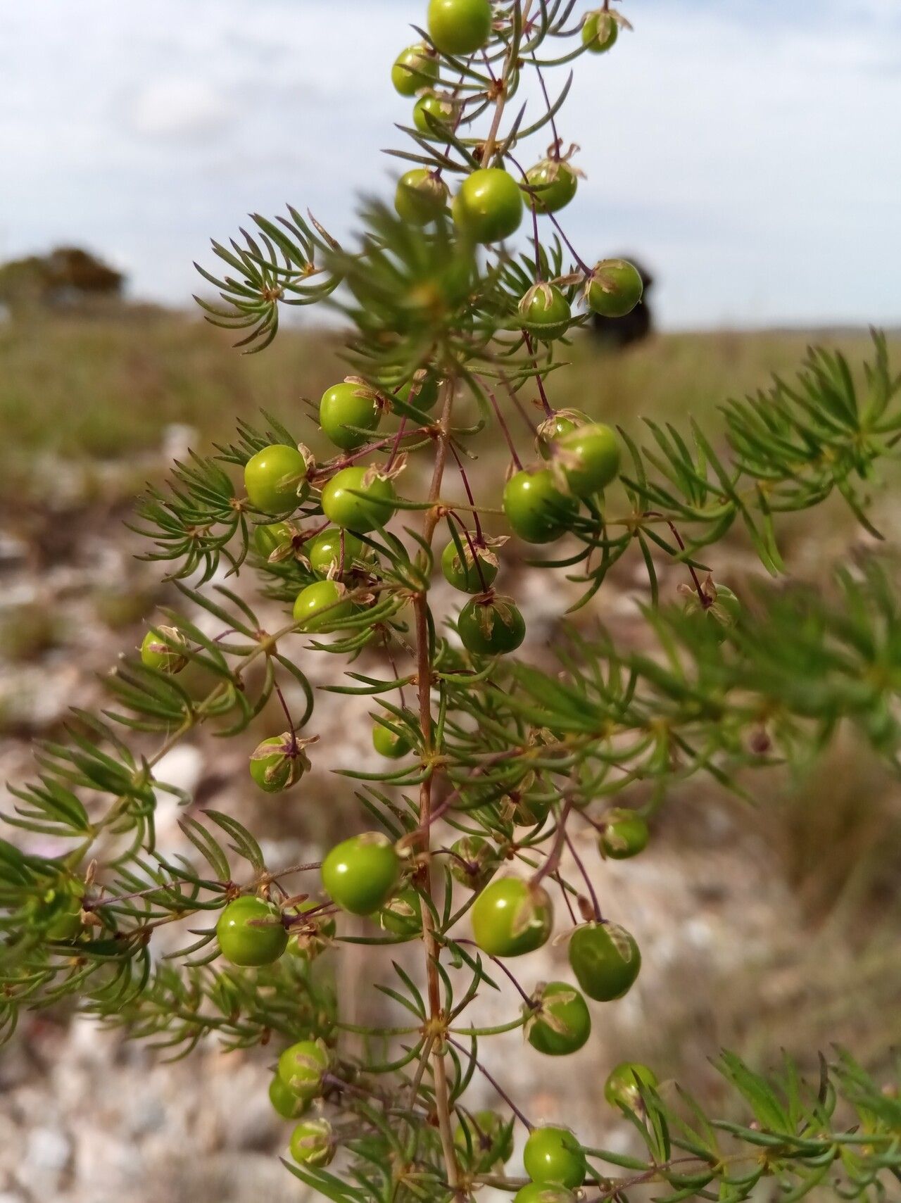 Asparagus madecassus — houseplant care guide