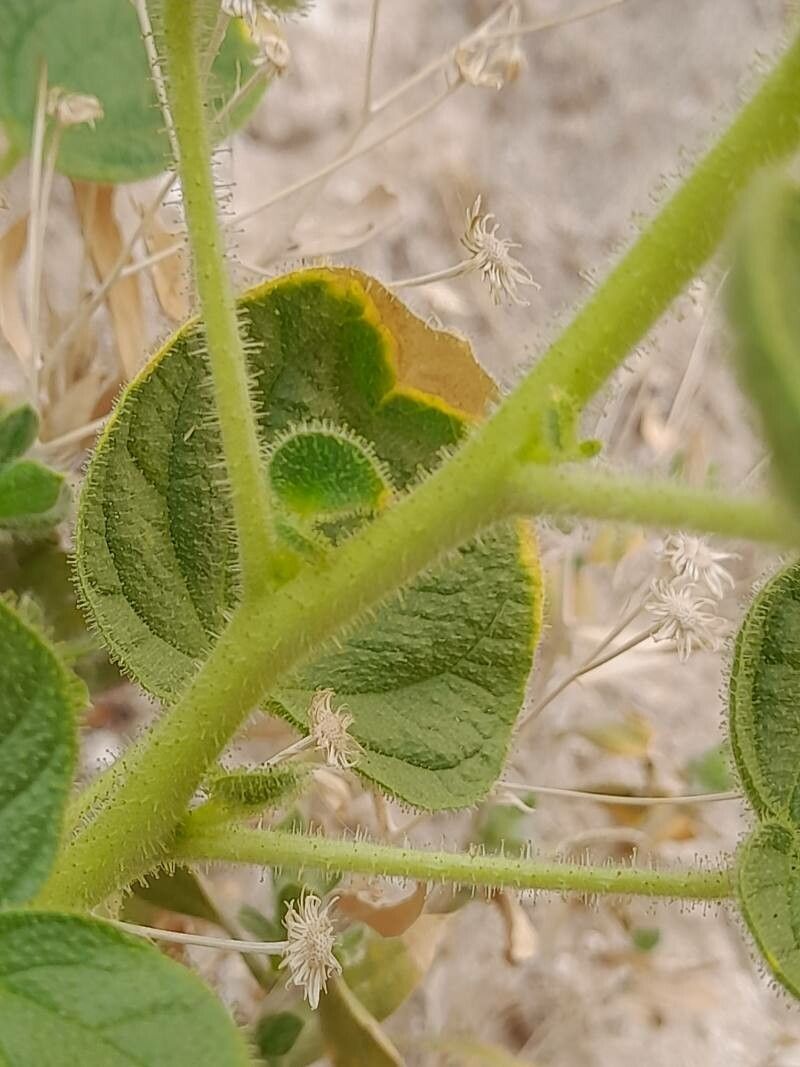 Cleome quinquenervia bark