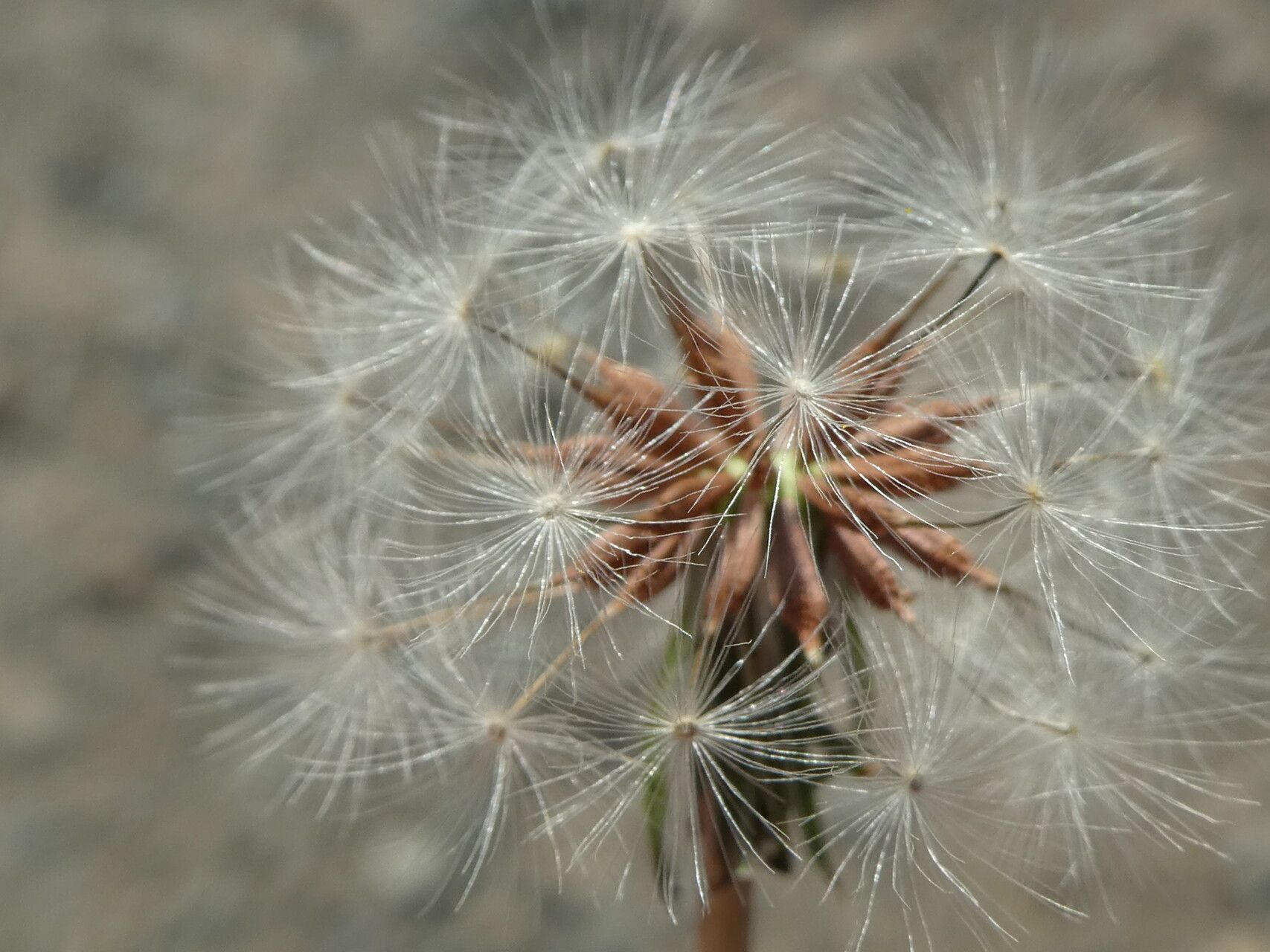 Taraxacum megalorrhizon fruit