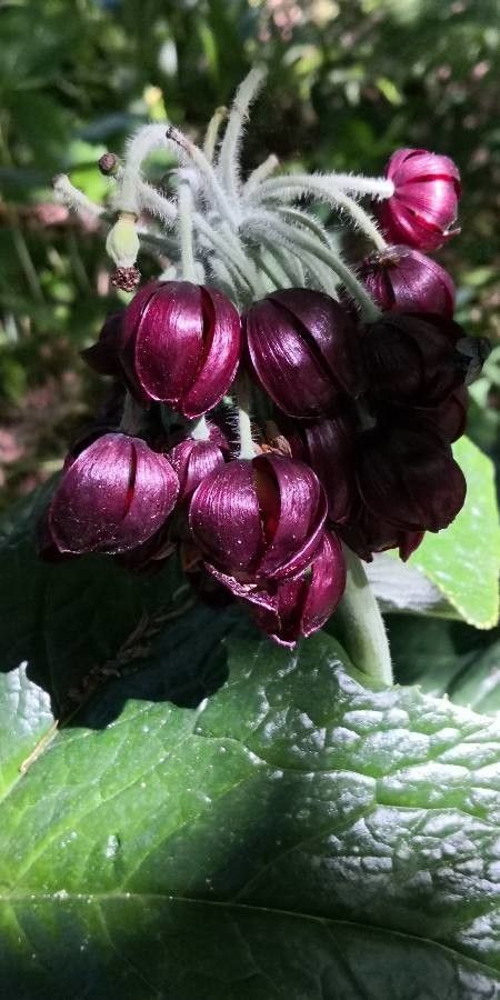Podophyllum aurantiocaule flower