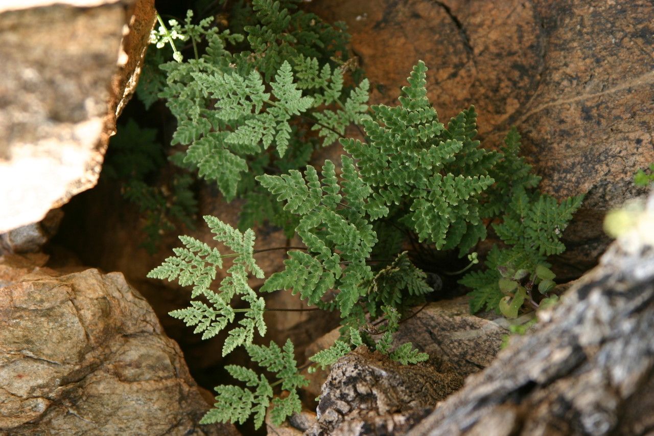Hemionitis fantastica habit