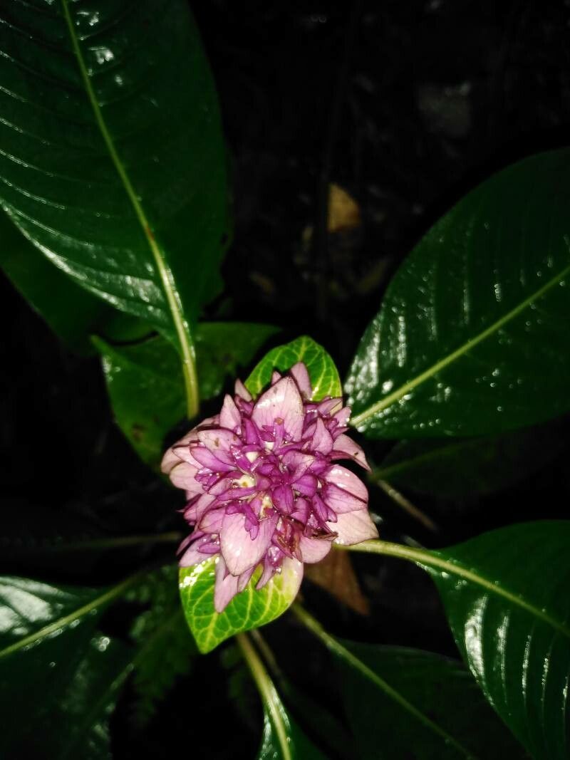 Psychotria chiriquensis — houseplant care guide