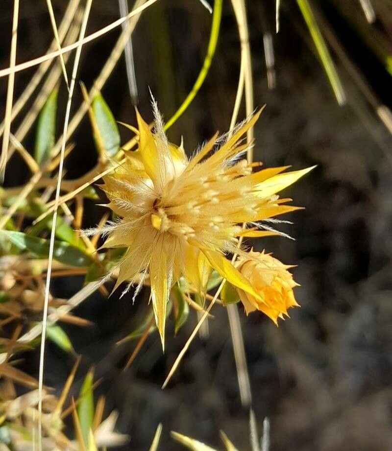 Chuquiraga oppositifolia flower