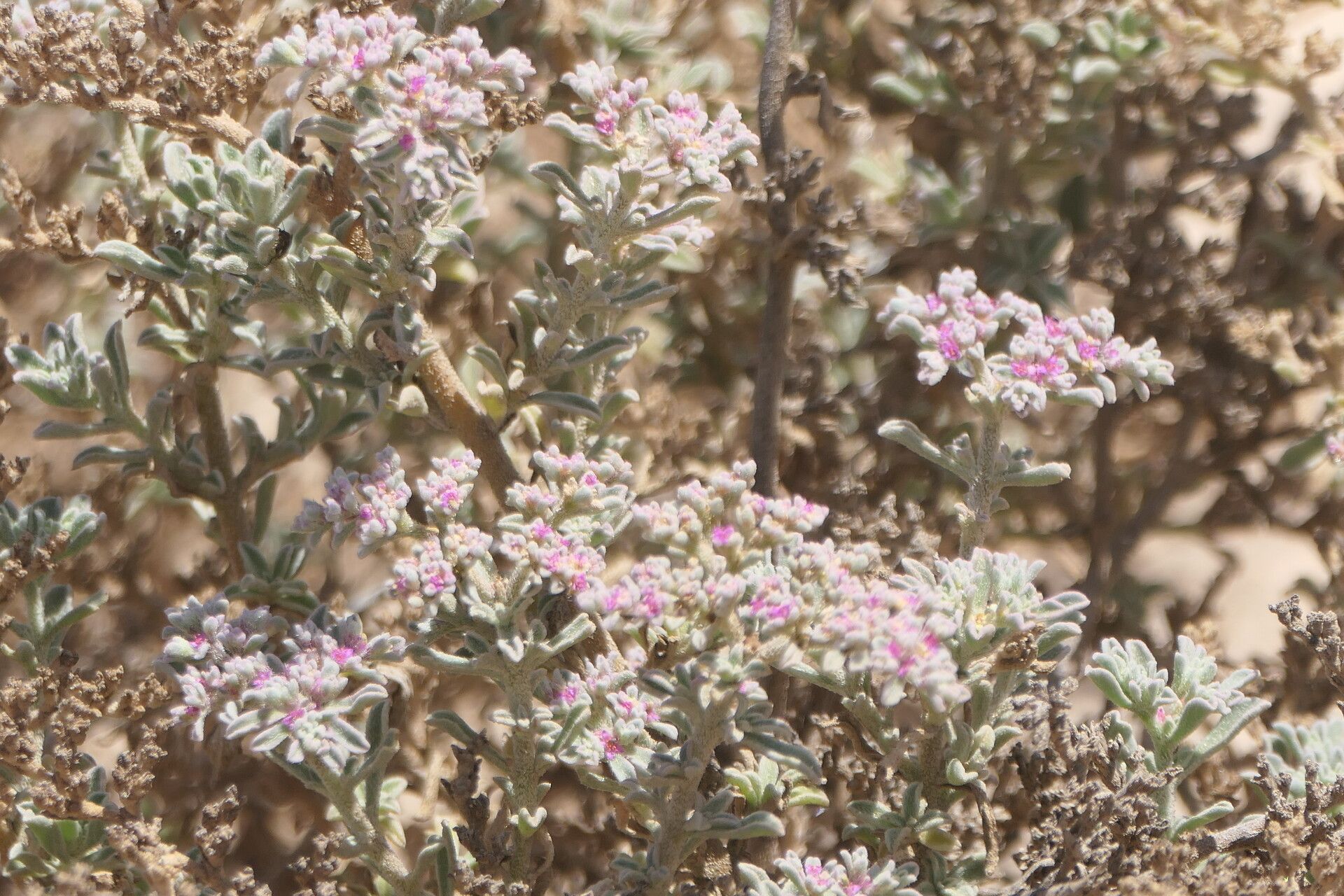 Aizoon papulosum flower