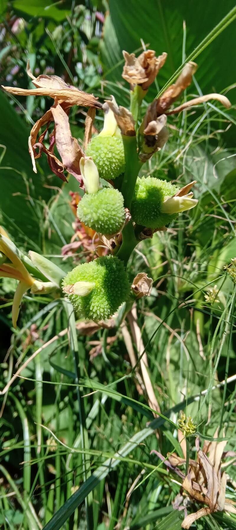 Canna × generalis fruit