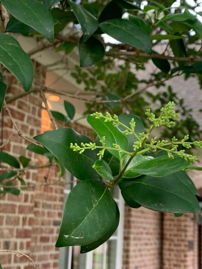 Ligustrum robustum leaf