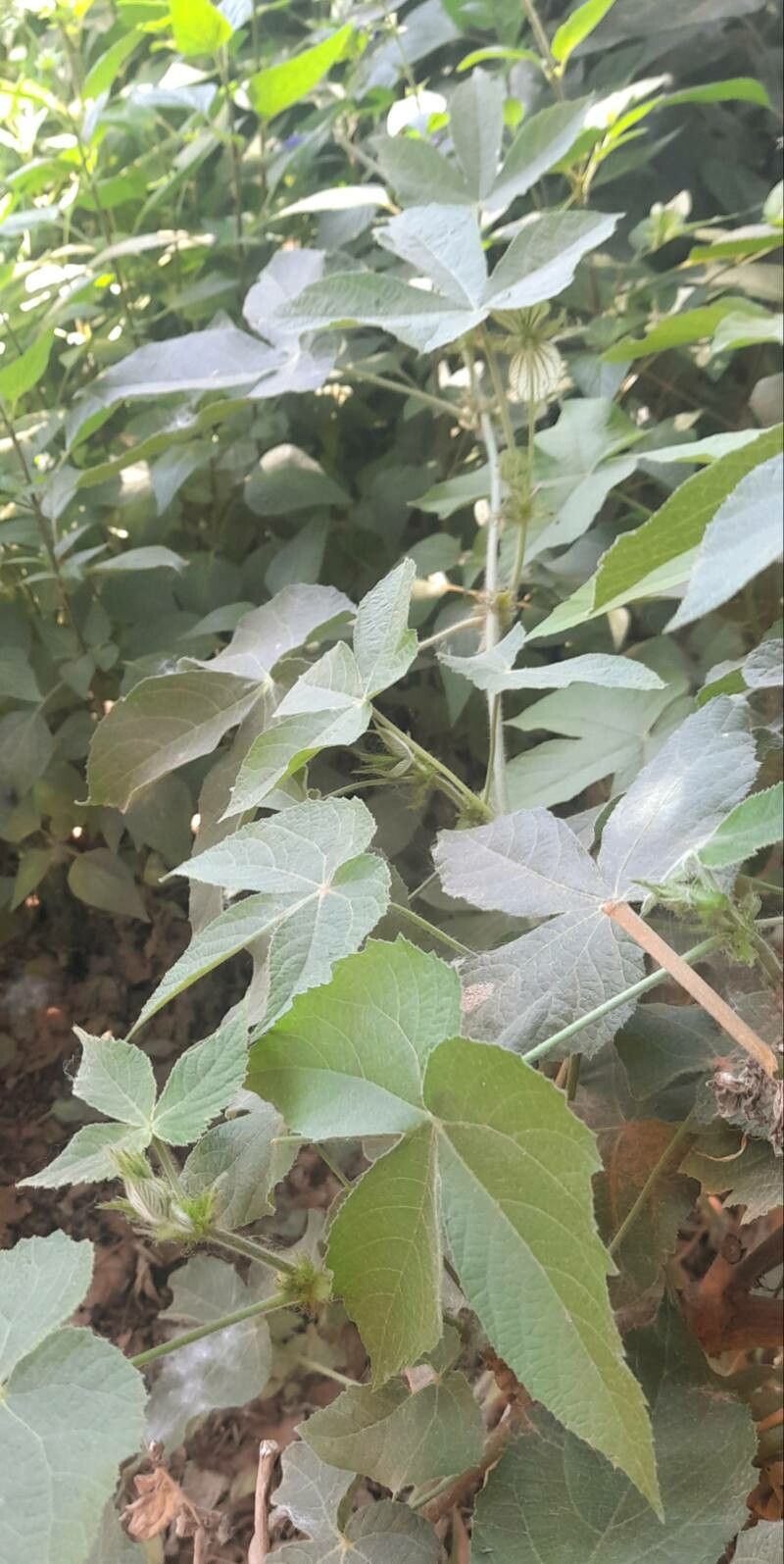 Dalechampia stenosepala habit