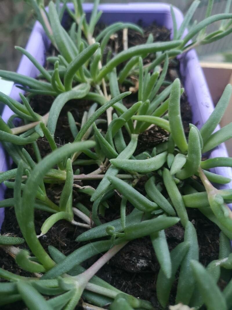 Lampranthus roseus — pet friendly houseplant