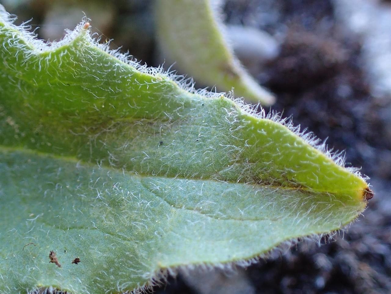 Hieracium pilosum bark