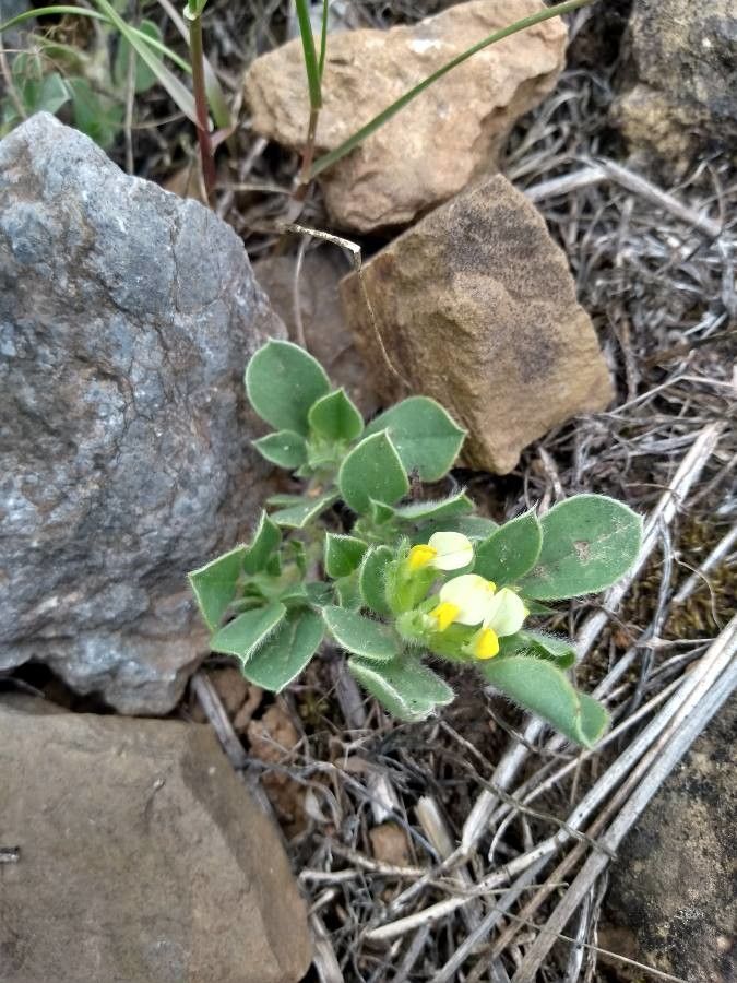 Tripodion tetraphyllum — houseplant care guide