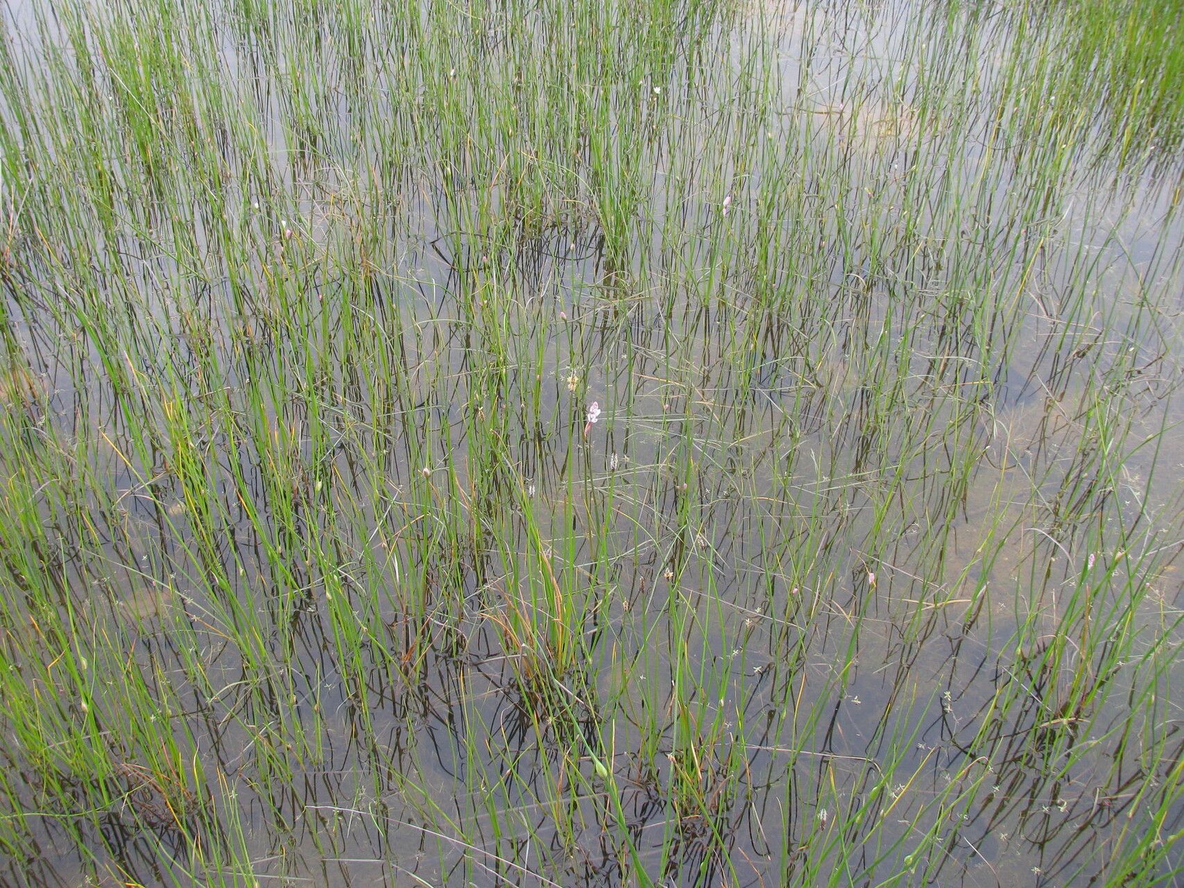 Eleocharis limosa habit