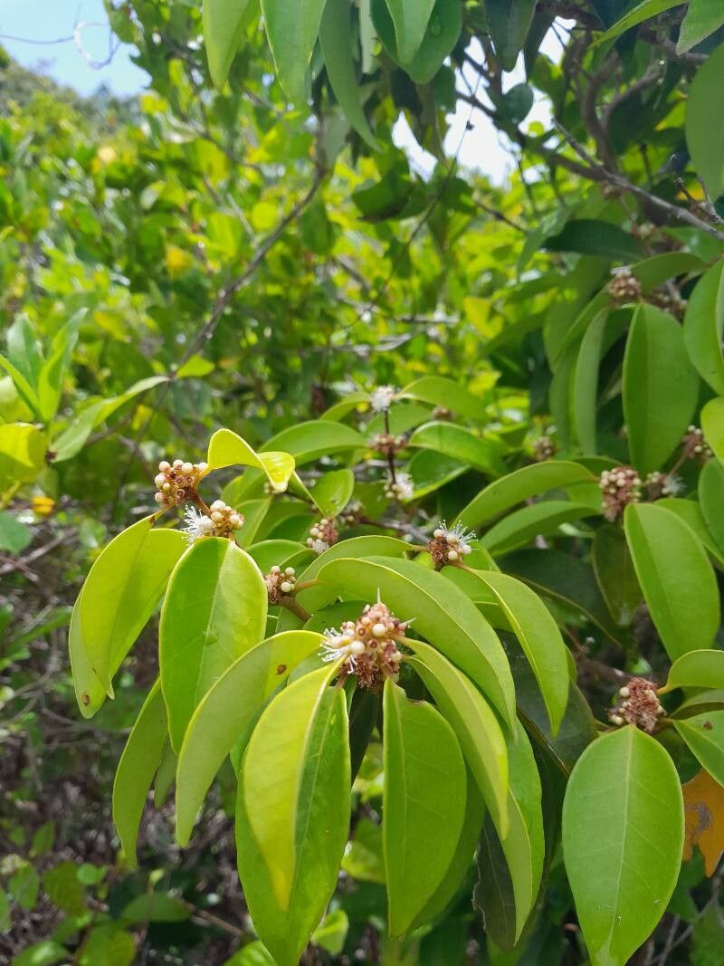 Eugenia axillaris flower