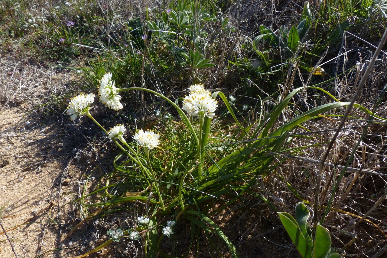 Allium subvillosum habit