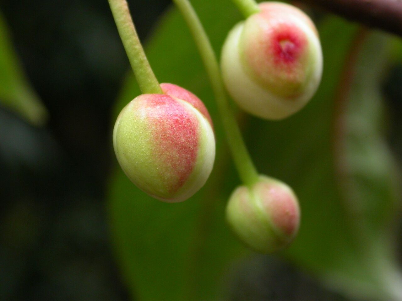 Schisandra grandiflora fruit